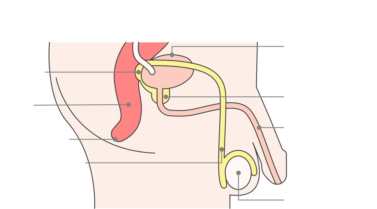 Ubicación de la glándula prostática y sus estructuras.
